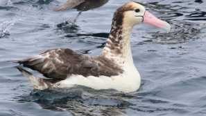 Belopine albatross